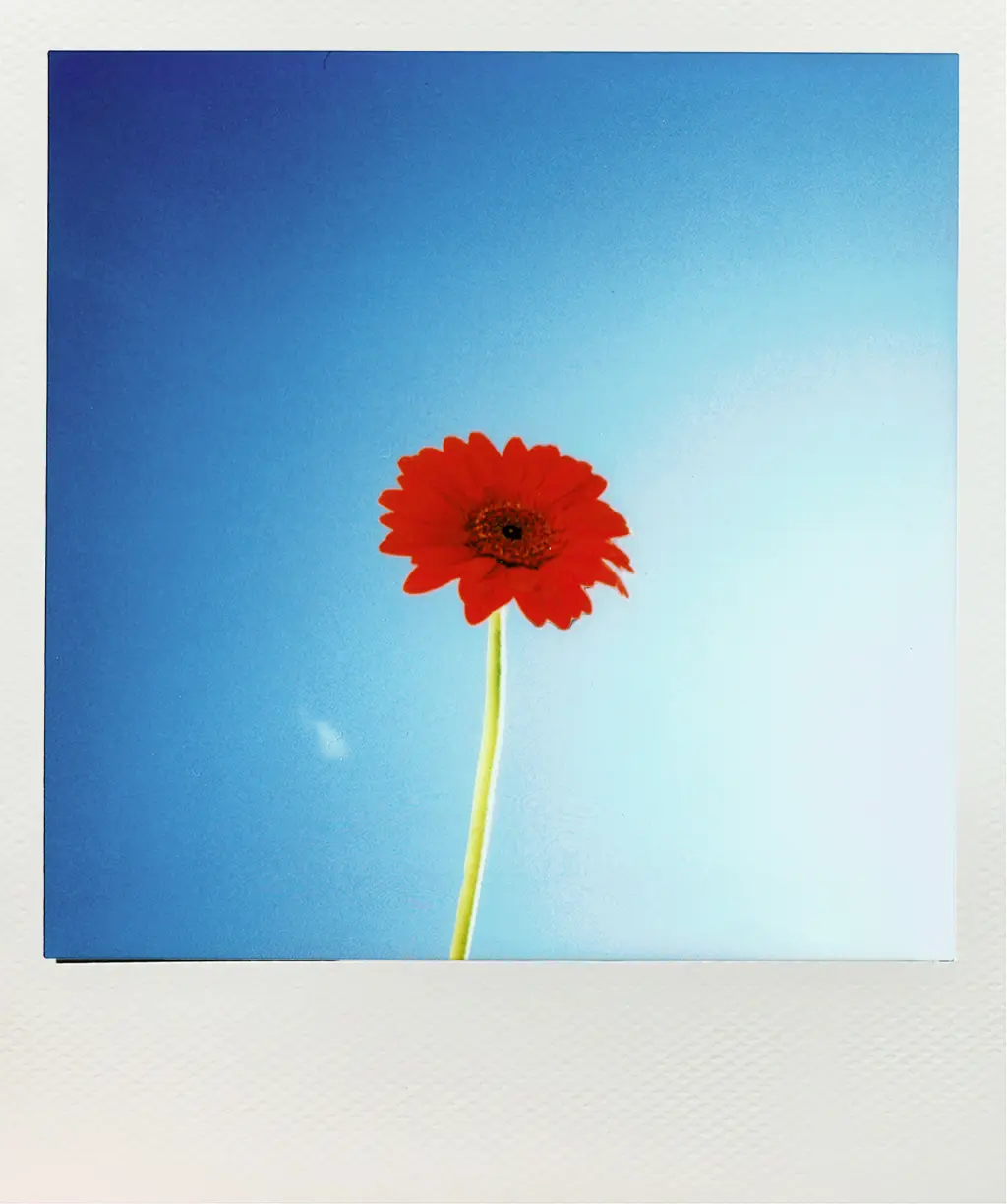 Polaroid avec une fleur rouge pour illustrer la FAQ sur la communication et le marketing