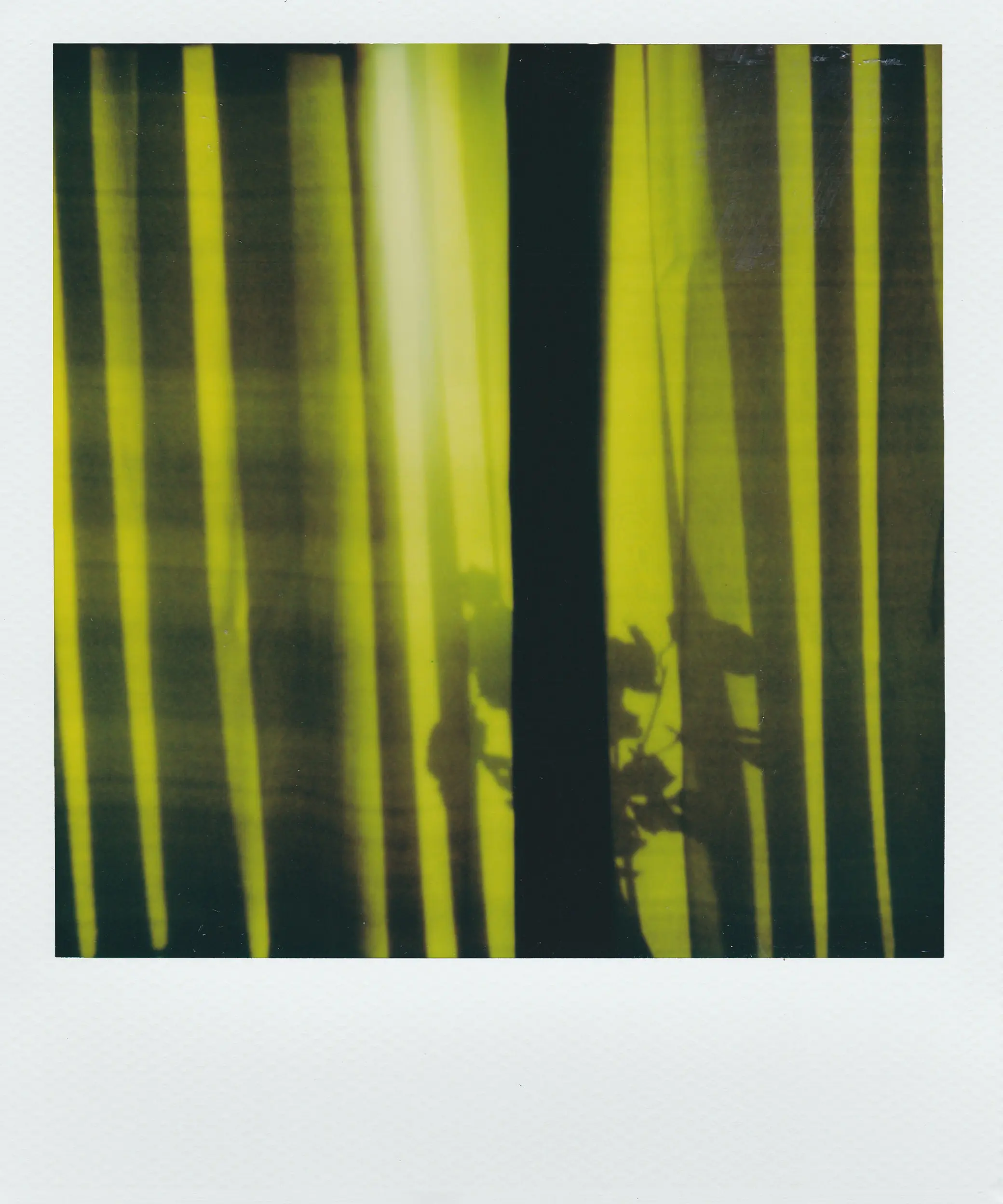 Polaroid fleur derrière un rideau abstrait vert et noir